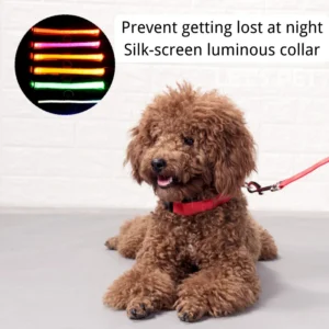 dchwm0046122-02.webp USB Rechargeable Reflective LED Dog Collar for Night Walks – product view 2