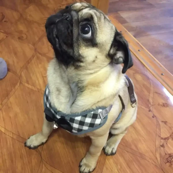 dchwm0048743-03.webp Small Dog Harness and Leash Set Pet Harness with Soft Mesh – product view 3