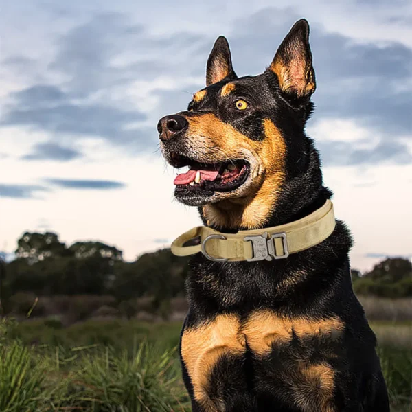 dchwm0176505-05.webp Anti Pull Tactical Dog Collar Outdoor Large Medium Dog Neck Safety – product view 5