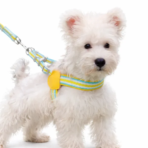 Adorable Dopamine Color Pet Harness and Leash Set