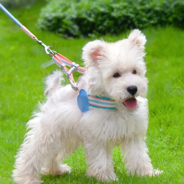 dchwm0218019-05.webp Adorable Dopamine Color Pet Harness and Leash Set – product view 5
