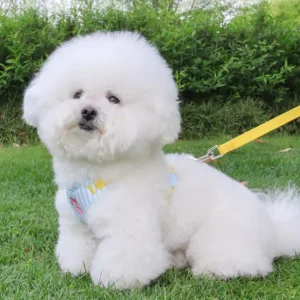 dchwm0218386-05.webp Summer 4 Color Option Pet Harness and Leash Set – product view 5