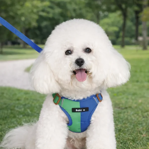 dchwm0218667-05.webp Summer Color Blocking Pet Harness and Leash Set – product view 5