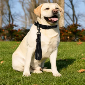 dchwm0258849-05.webp Nylon Dog Traffic Leash with Padded Handle – product view 5