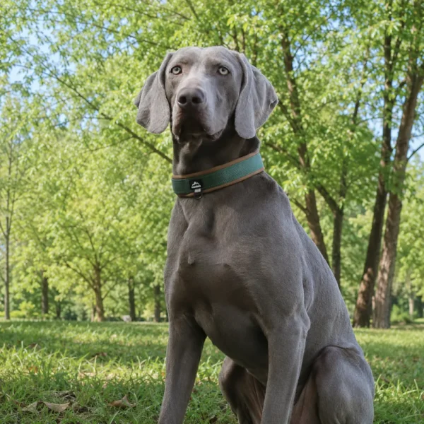 dchwm0260562-05.webp Reflective Padded Nylon Dog Collar for Large Dogs – product view 5