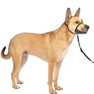 Adjustable Padded No Pull Dog Head Halter with 1.5m Leash for Walking 3 Colors Assorted