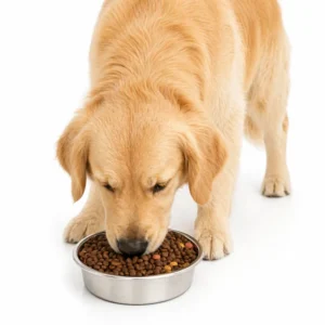 Nonslip Silicone Base Stainless Steel Dog Bowls