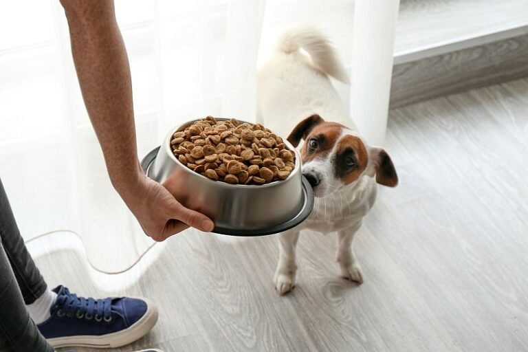 Dog waiting beside a fresh food bowl in a bright home kitchen