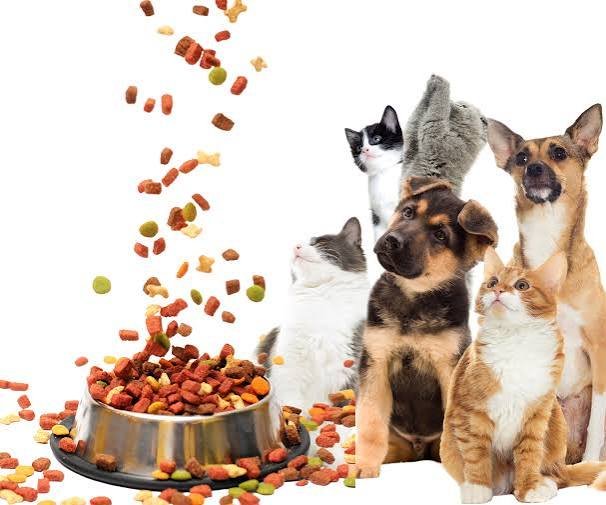 Pet Boutique Starter Kit Cat Supplies: Launch a Curated Feline Aisle Without Betting Your Cash