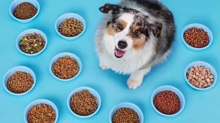 TikTok Shop Pet Products Dropshipping: The 2026 Video-Commerce Playbook for Independent Pet Stores