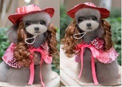 Beauty And The Beast Dog Costume Set (Hat +