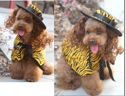 EVA Dog Costume Set With Hat