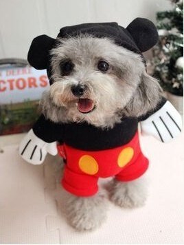 Mickey Mouse Costume (Clothes + Hat)