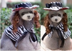Miss Zebra Dog Costume Set (Hat +