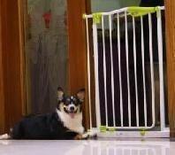 Pet Gate with Door
