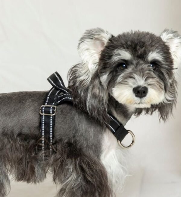 Pet Harness (H-Style) CNGZK001