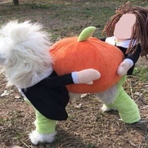 Pumpkin Transformation Dog Costume