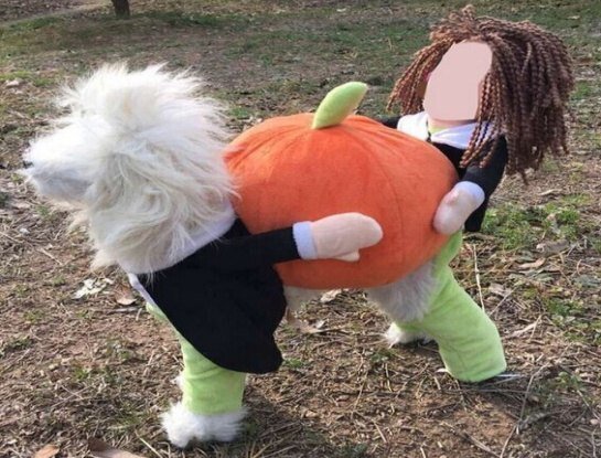 disfraz Pumpkin Transformation para perros