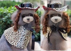 Sexy Leopard Print Set ( Dog Hat + Wig +