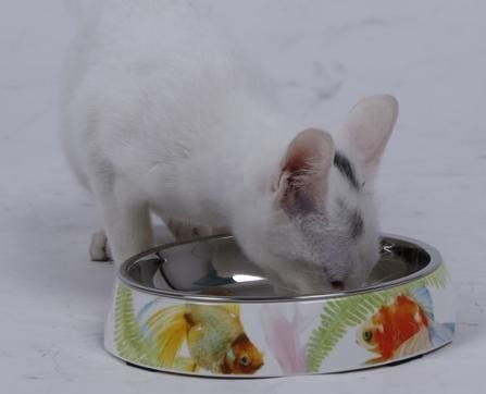 Stainless Steel Double Cat Dish 14.7×2.8 cm