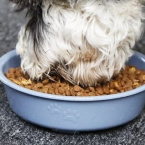 Thick Plastic Candy Pet Bowl 17.6×5.2 cm