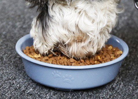 Thick Plastic Candy Bowl 17.6×5.2 cm